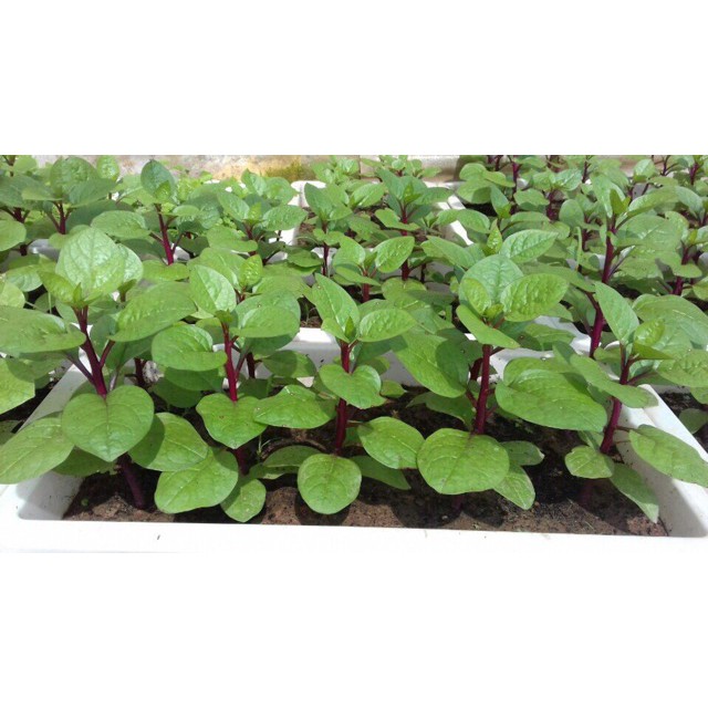 HẠT GIỐNG MỒNG TƠI ĐỎ NHẬP KHẨU.