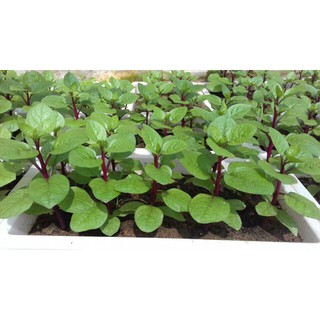 HẠT GIỐNG MỒNG TƠI ĐỎ NHẬP KHẨU.