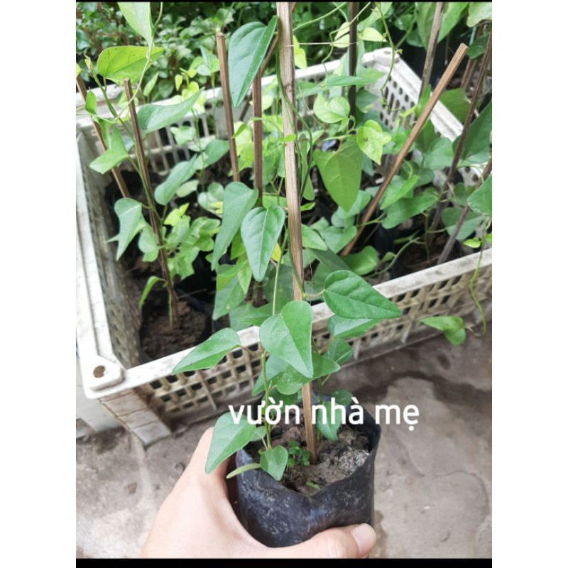 Cây sương sâm lá trơn