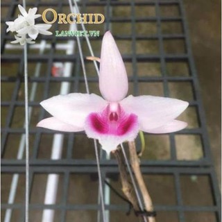 chậu lan  PHI ĐIÊP 5CT MẮT XƯỚC - HOA CỰC THƠM CỰC HIẾM, HÀNG GIEO HẠT