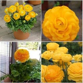 Củ giống hoa hồng mao lương hoa vàng đậm ( 1 củ kèm viên nén xơ dừa ươm củ )