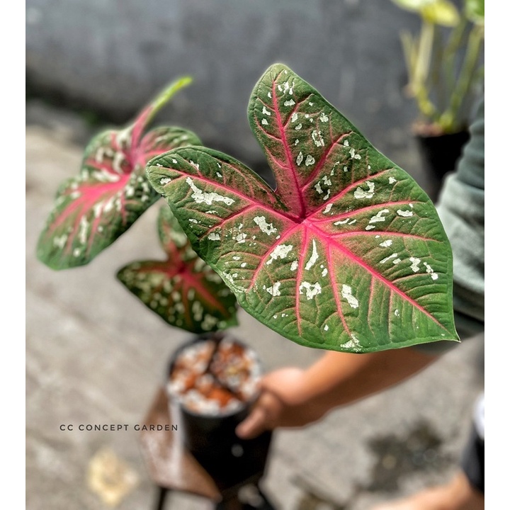 (Hỏa Tốc) Môn Caladium Bicolor