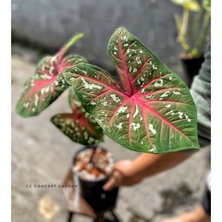 (Hỏa Tốc) Môn Caladium Bicolor