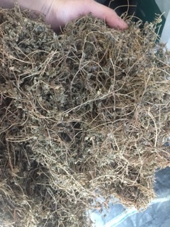 Cây cỏ sữa  500g