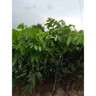 cây nhãn siêu ngọt Hưng Yên