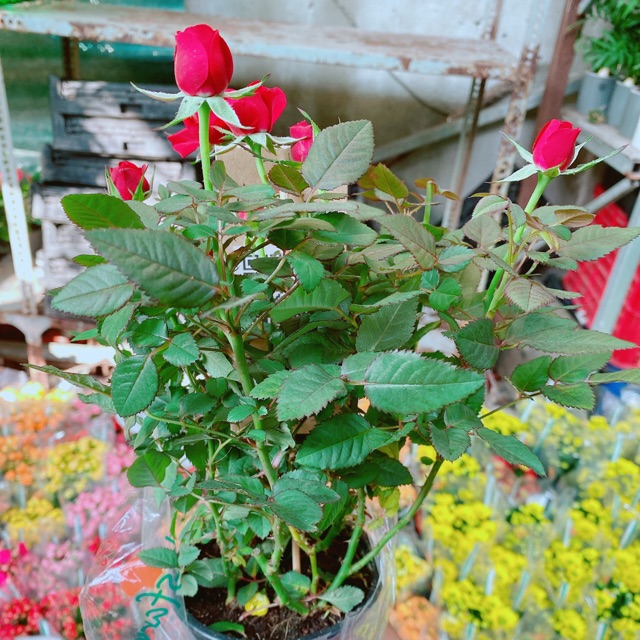 Chậu hoa hồng