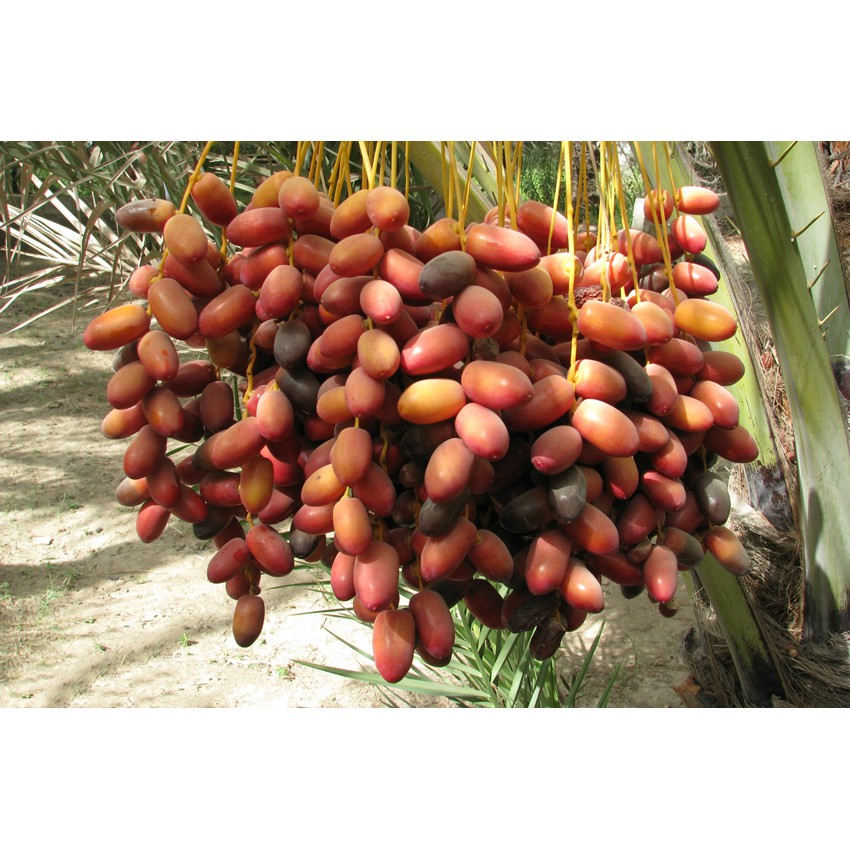 Chà Là Sấy Dẻo Iran 1kg