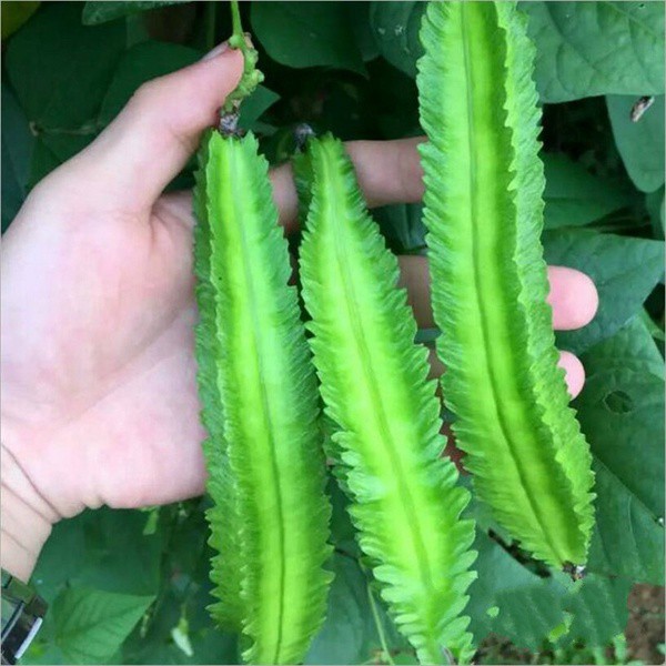 10gr - HẠT GIỐNG ĐẬU RỒNG