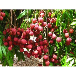 CÂY VẢI HẠT LÉP