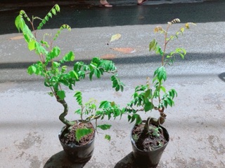 Cây Khế Bonsai