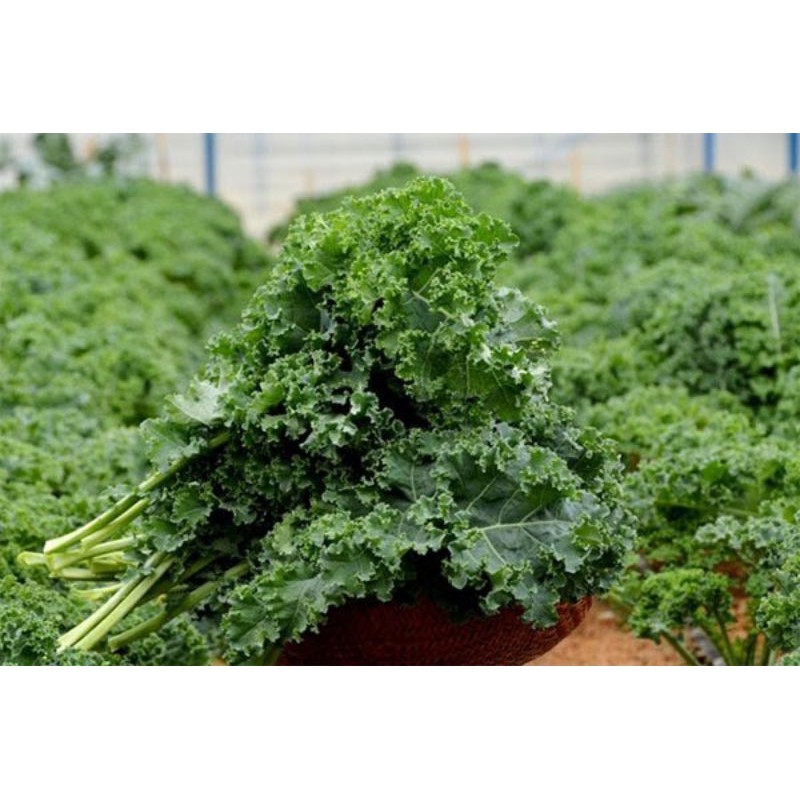 Hạt giống cải xoăn xanh kale(nữ hoàng các loại rau xanh)