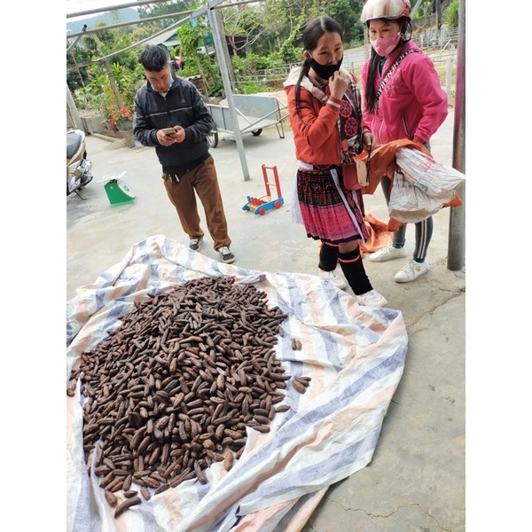 Chuối Hột Rừng Lai Châu [ Giá Huỷ Diệt 1kg chuối mật ]