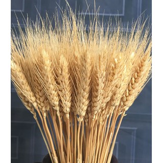 Hoa lúa mạch khô 250g-500g-1kg