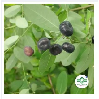 Cây mực (phèn đen) - 1kg khô -FRV206