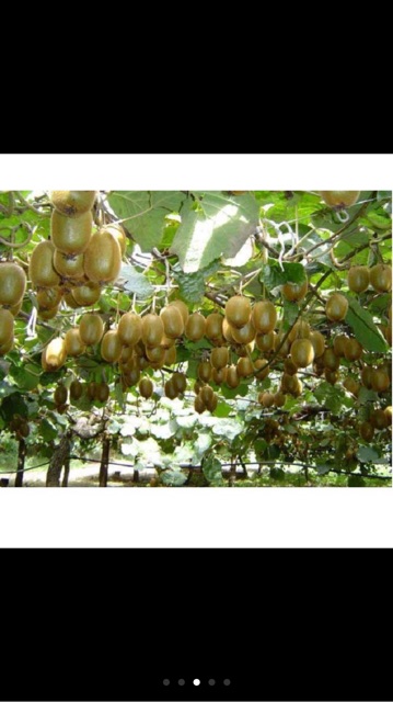 Hạt giống kiwi