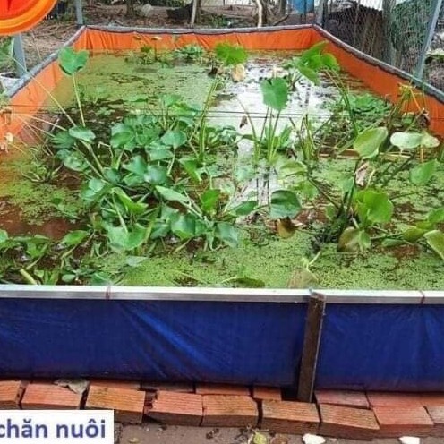 Bể bạt nuôi lươn ốc ếch chạch chuyên nghiệp - chọn nhiều kích thước