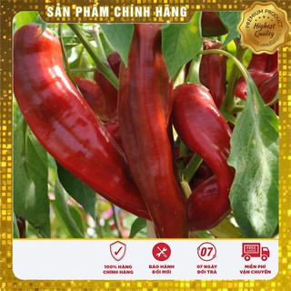 Hạt giống ớt sừng ngọt - 30 hạt