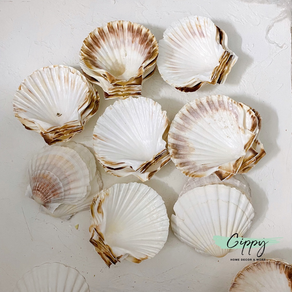 Vỏ sò, san hô trang trí thủy sinh, phụ kiện chụp ảnh - Gippy Decor