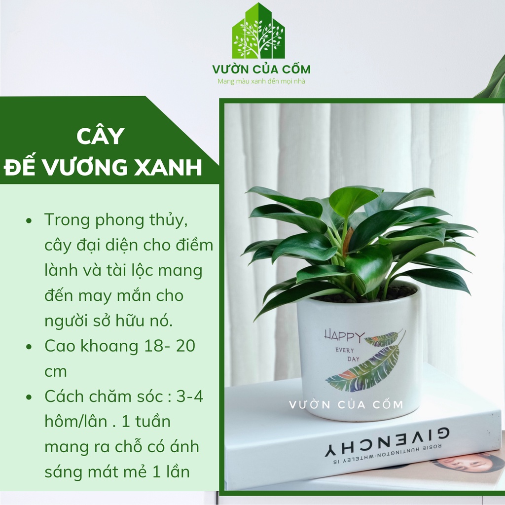 Cây Trầu Bà Đế Vương Xanh cây phong thủy để bàn  mang tài lộc , may mắn cho gia chủ