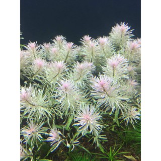 BẠCH THÁI DƯƠNG 12 NGỌN KHÔNG CẦN CO2