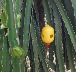 Bộ sản phẩm lồng bẫy ruồi vàng/ thuốc diệt ruồi vàng hại cây ăn trái, hoa lan v.v... ☘️