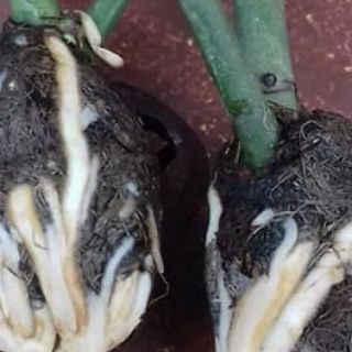 Rễ bèo tây (lục bình)