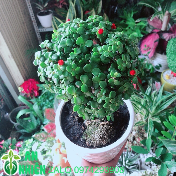 Chậu Cây Cành Vàng Lá Ngọc Thân Cổ Thụ Size Mini Bonsai