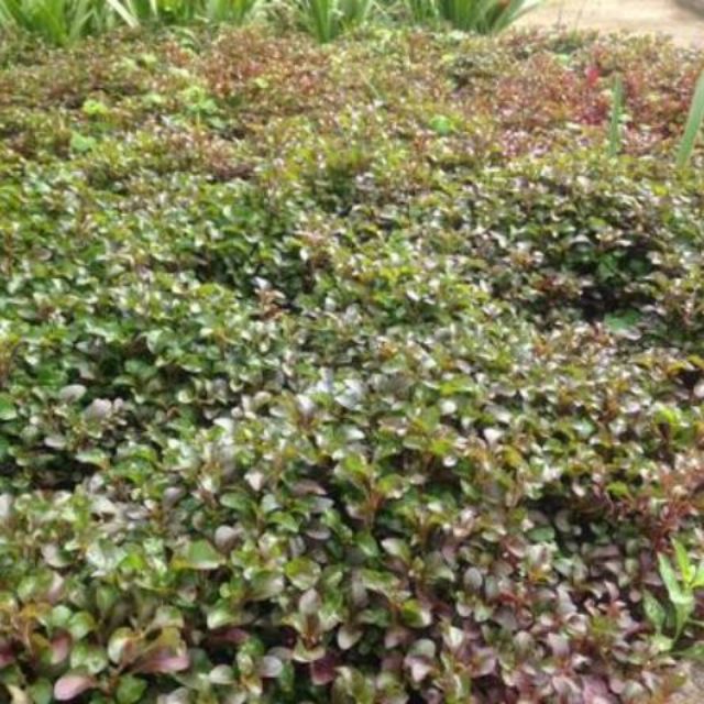 Combo 2 chậu rau cải xoong nhật.