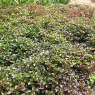 Combo 2 chậu rau cải xoong nhật.