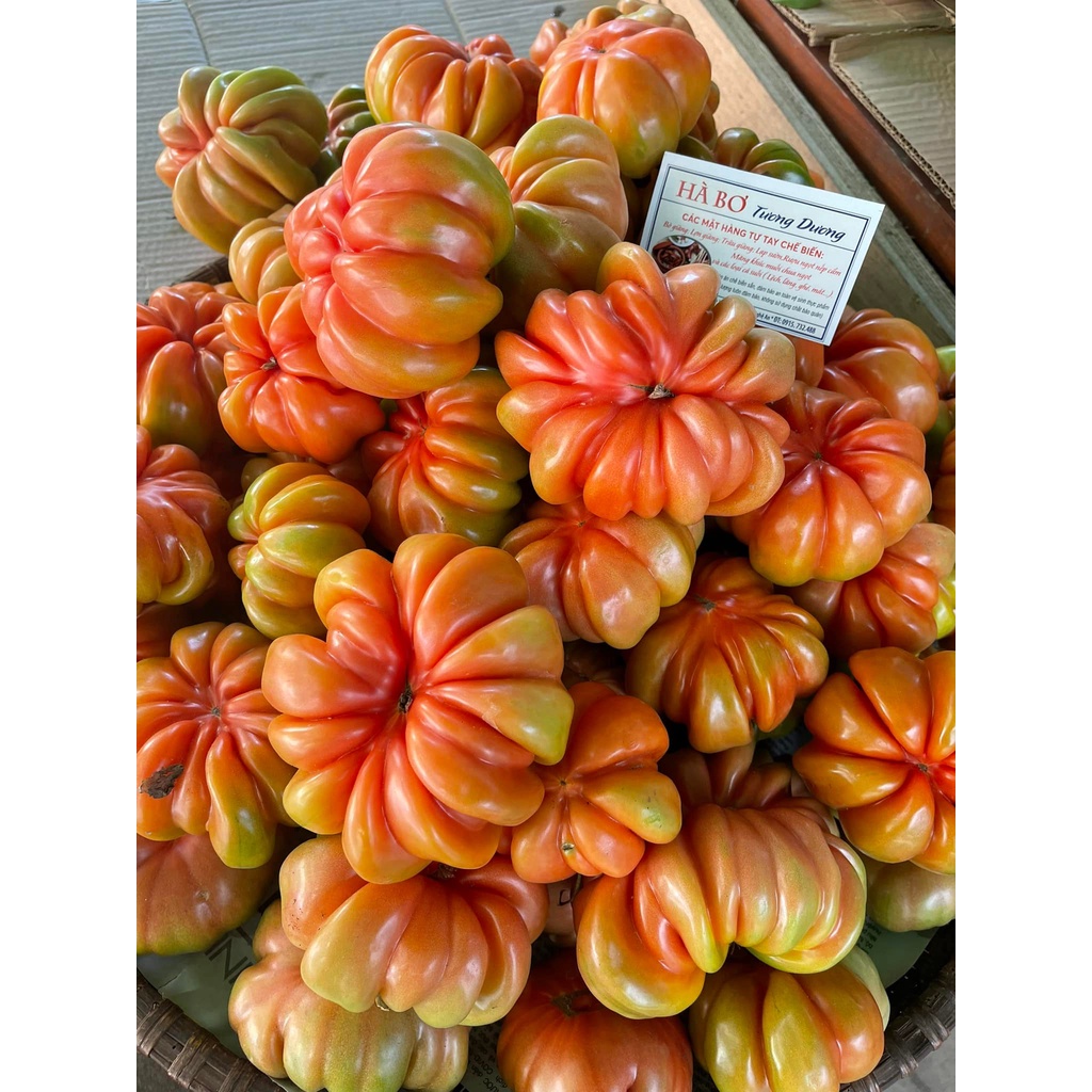 Hạt cà chua múi Nghệ An nảy mầm 100%