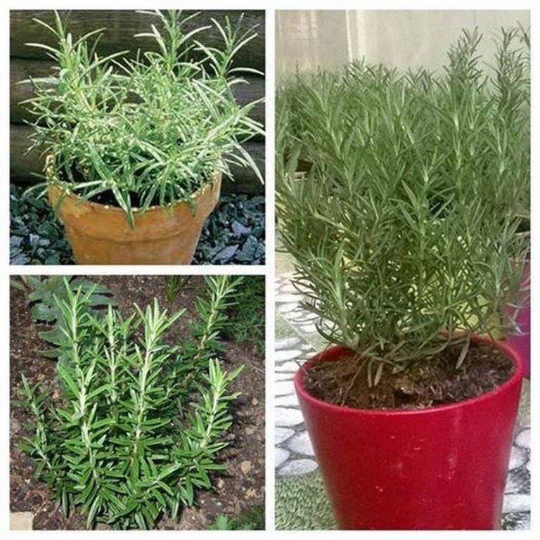 100 Hạt giống Cỏ Xạ hương Thyme Kèm quà tặng và hướng dẫn ươm trồng