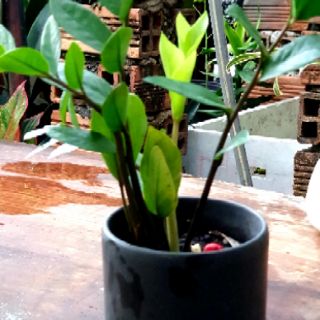 Kim tiền chậu sứ để bàn