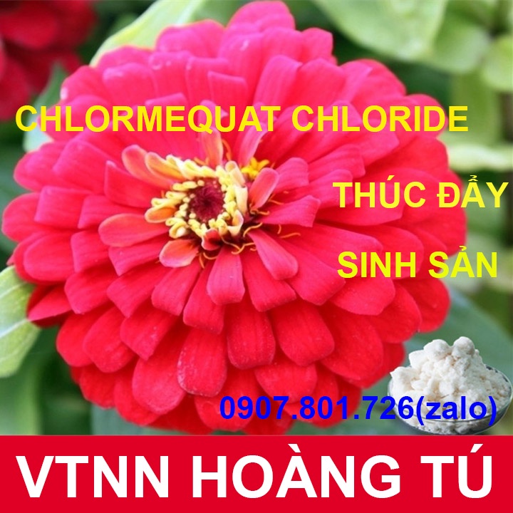 Chlormequat Chloride CCC 98% - kiểm soát đâm chồi, thúc đẩy sinh sản - gói 50g