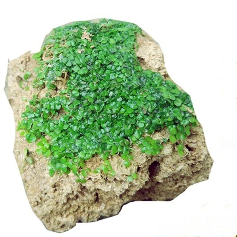 Hạt giống non bộ, cỏ ưa đá, cỏ ba lá, các loại hạt giống cỏ thủy sinh, tỷ lệ nảy mầm cao tới 90% 100h