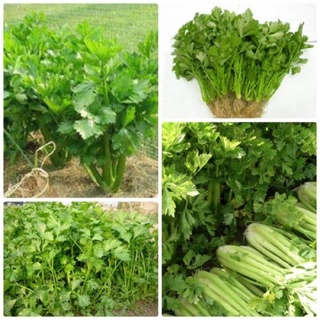 Hạt giống Cần Tây 100h