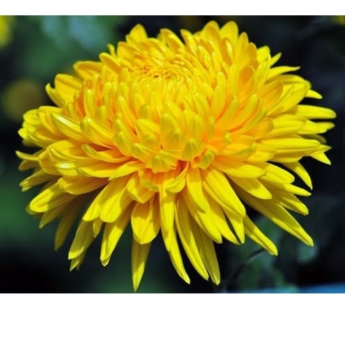 100H  - #Hạt_Giống_Cúc_Vàng ( tặng kèm kích mầm và phân bón )