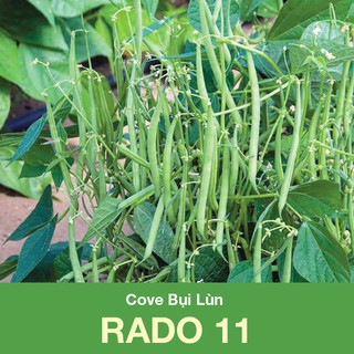 Hạt giống Cove Bụi Lùn Rạng Đông11 (20gr)