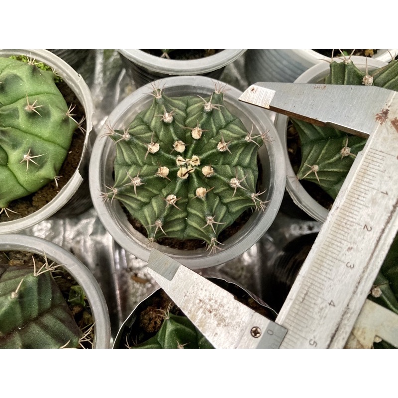 Xương rồng Gym vân ~5cm