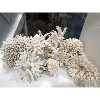 San hô trang trí hồ cá, trang trí nhà cửa bụi nhỏ