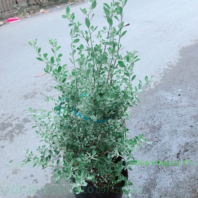 Tuyết Sơn Phi Hồng Bụi Lớn