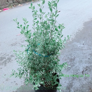 Tuyết sơn phi hồng bụi lớn