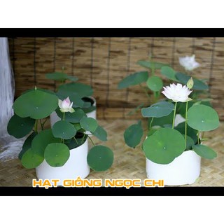 Hạt Giống Sen Mini Nhật 5 Màu Mix - 5 Hạt
