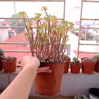 (SEDUM PACHYPHYLLUM) BỤI SEN ĐÁ THẠCH NGỌC THỤ LỚN