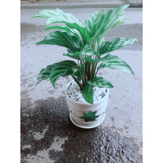 Chậu Đuôi Công Xanh (có đĩa lót)