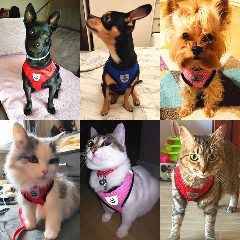 Dây dắt chó Xích đeo cho chó poodle yếm xích mèo dây dắt chó lưới thoáng khí #A022