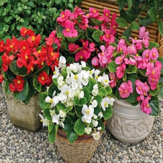 THU HẢI ĐƯỜNG-CHẬU ĐANG HOA