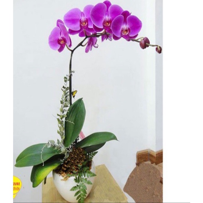 Hoa giả decor hoa giả trang trí lan hồ điệp cành 9 bông to hàng nhập