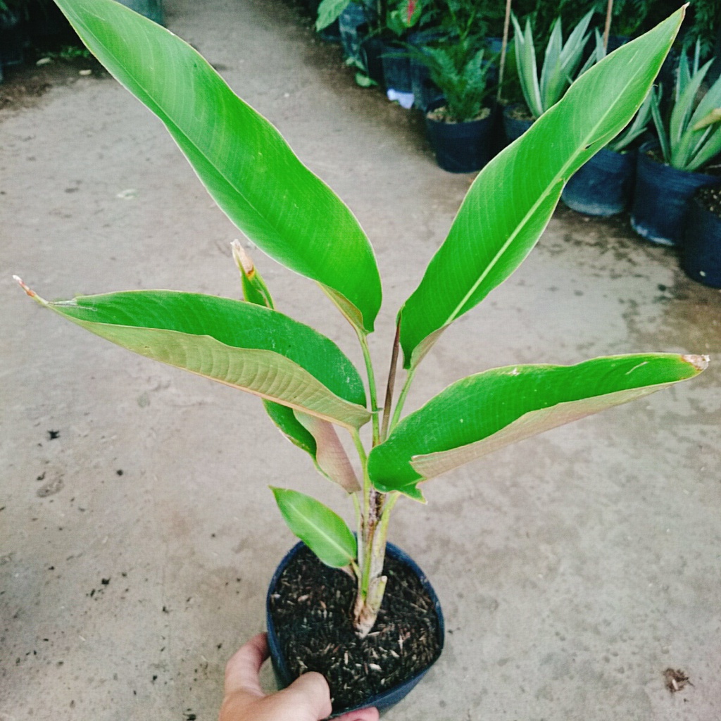 Cây Chuối Mỏ Phượng - cây cảnh trong nhà - caykiengsadec