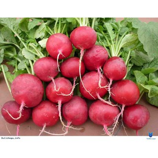 HẠT GIỐNG CỦ CẢI ĐỎ F1 SMILE SEEDS 5G