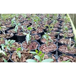 phong lan phi điệp thái nguyên